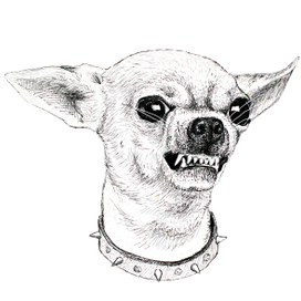 Собачка с непросстым характером на белом фоне