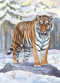 Амурский-тигр