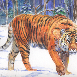 Амурский тигр