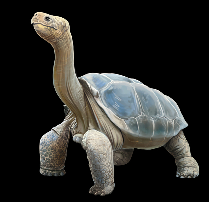 галапагосская черепаха