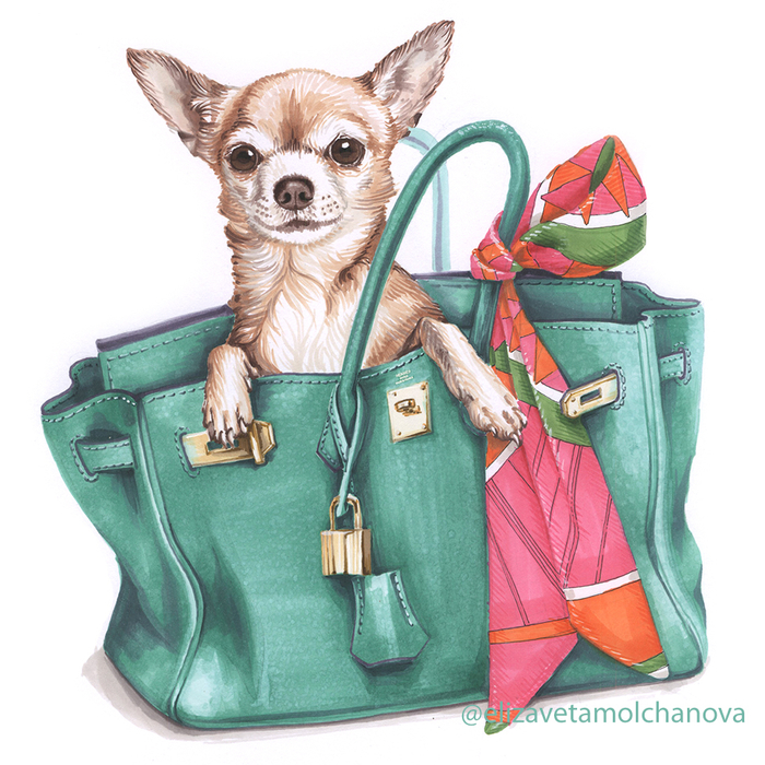 чихуахуа Джейн в сумке Эрмес Биркин