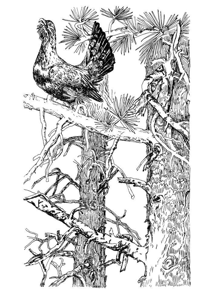 Иллюстрация Мурышева Валентина "Царь-Рыба" Виктор Астафьев 