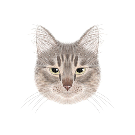 Портрет Кошки Маси