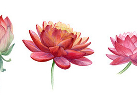 Лотосы и лилии