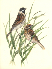 тростниковая овсянка