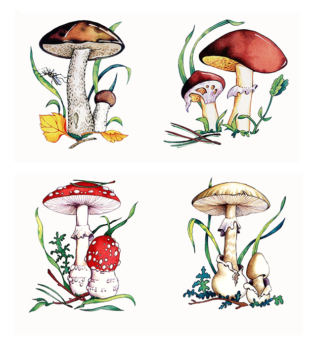 Грибы. Из детской обучающей книжки