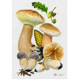 Boletus reticulatus