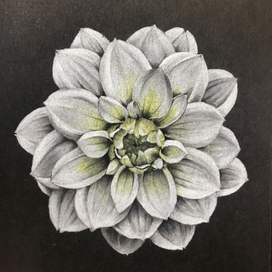 Цветок из ботанического сада