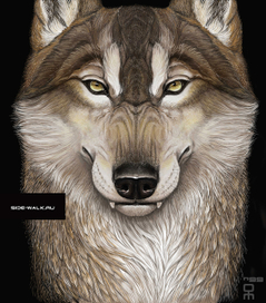 волк на майку