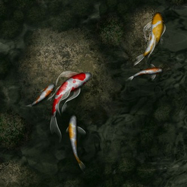 Сомы в пруду.