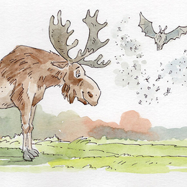 лось и летучая мышь