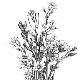 Ботаническая иллюстрация