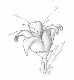 Цветок (карандаш)