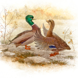 Серая Шейка. Старая Утка и Селезень