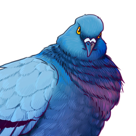 Городской голубь