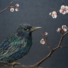 Starling