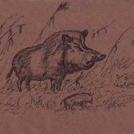 Дикие поросята