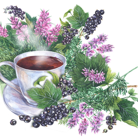 Этюд со смородиной и чабрецом