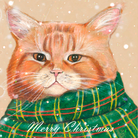 Merry Christmas cat