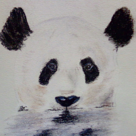 Панда