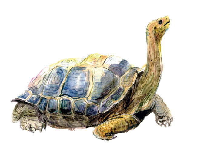 Галапогосская черепаха