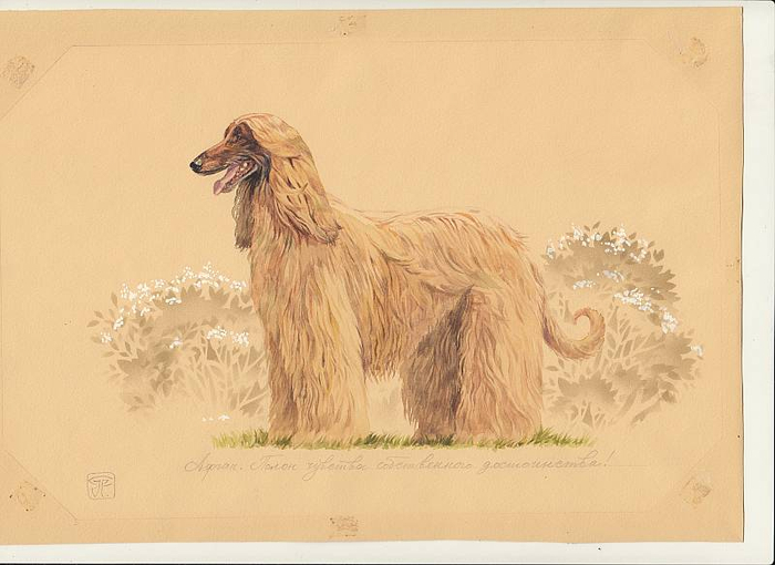 афганская борзая