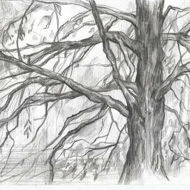 Набросок дерева 