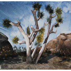 Дерево Джошуа