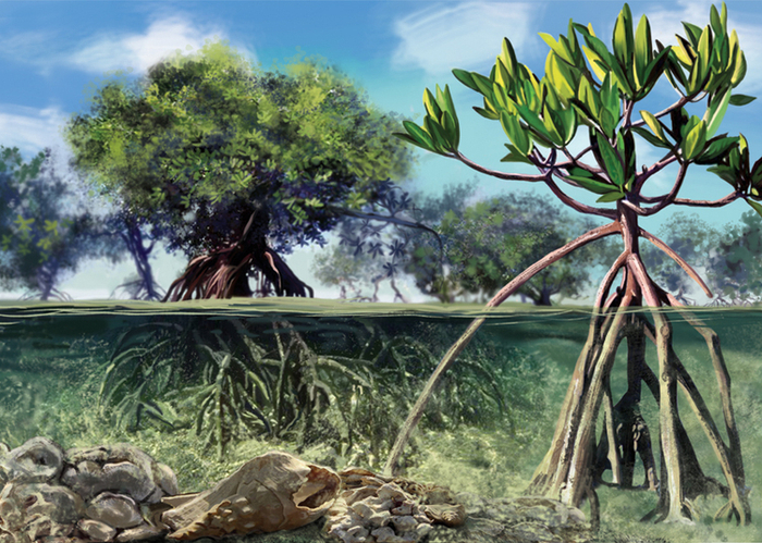 " Мангры" иллюстрация для детской энциклопедии