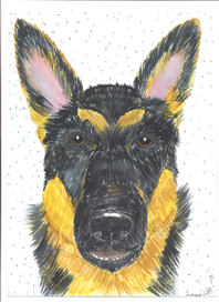 Моя овчарка