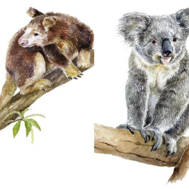 Древесный кенгуру и Коала