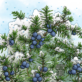 Можевельник