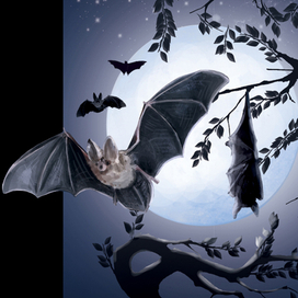 летучая мышь