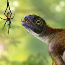 Epidexipteryx hui and Nephila jurassica
