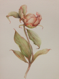 Пион, ботаническая иллюстрация