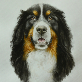 Бернский зенненхунд