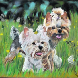 Йоркширские терьеры