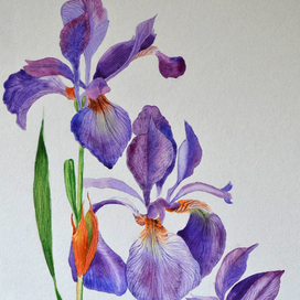 Ботаническая иллюстрация. Ирисы.