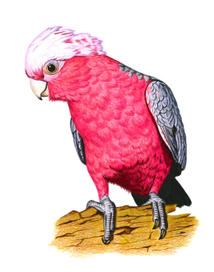 Розовый какаду