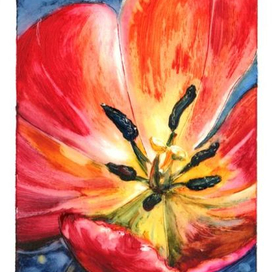 Красный тюльпан