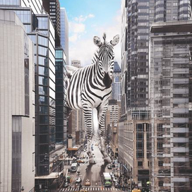 Zebra rules