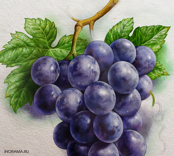 Виноград