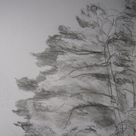 Зарисовки деревьев 