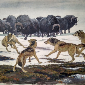 Илл. к рассказам и сказкам о природе В. Зотова (12)