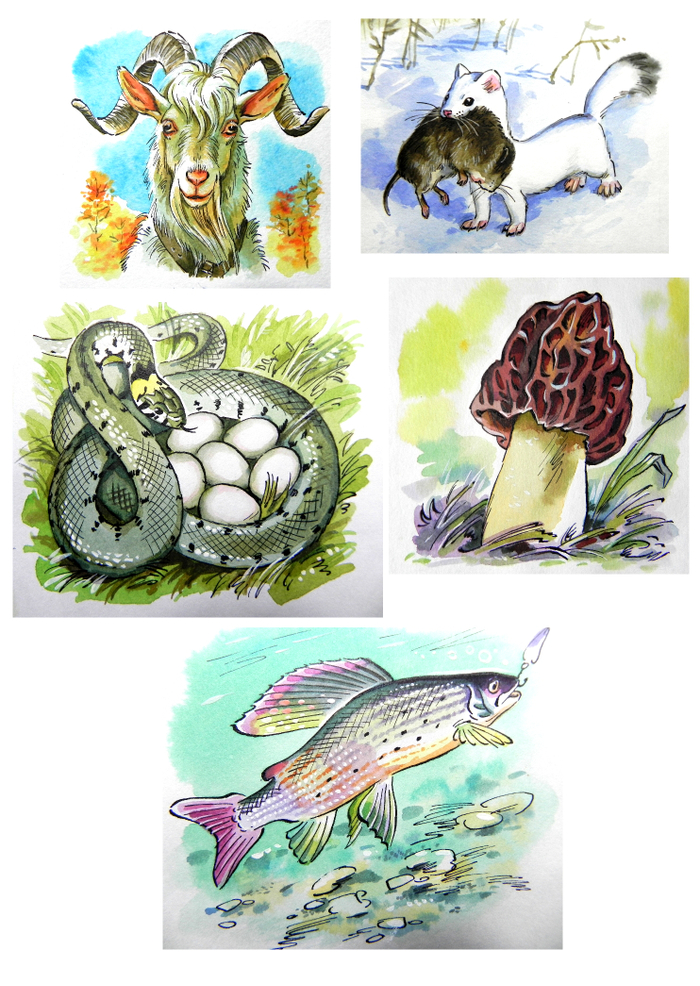 Для журнала "Юный натуралист"