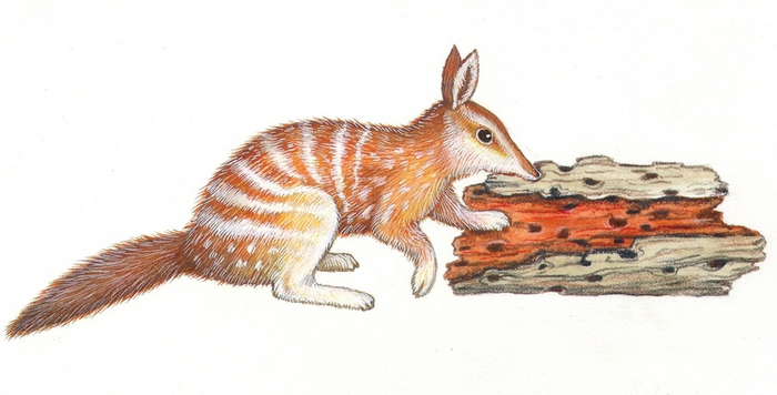 Сумчатый муравьед