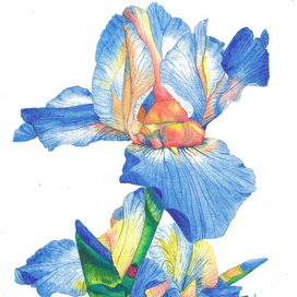 Голубой ирис