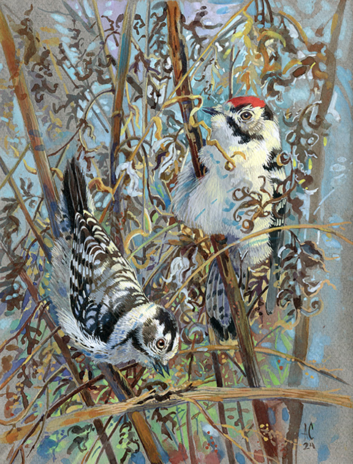 Малые пестрые дятлы