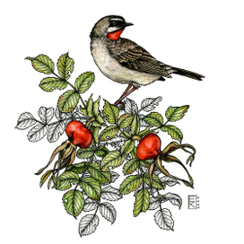 Соловей-красношейка