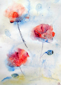 Маки и кенгуру